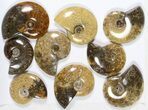 Lot: KG Madagascar Polished Ammonites (-) - Pieces #79354-1